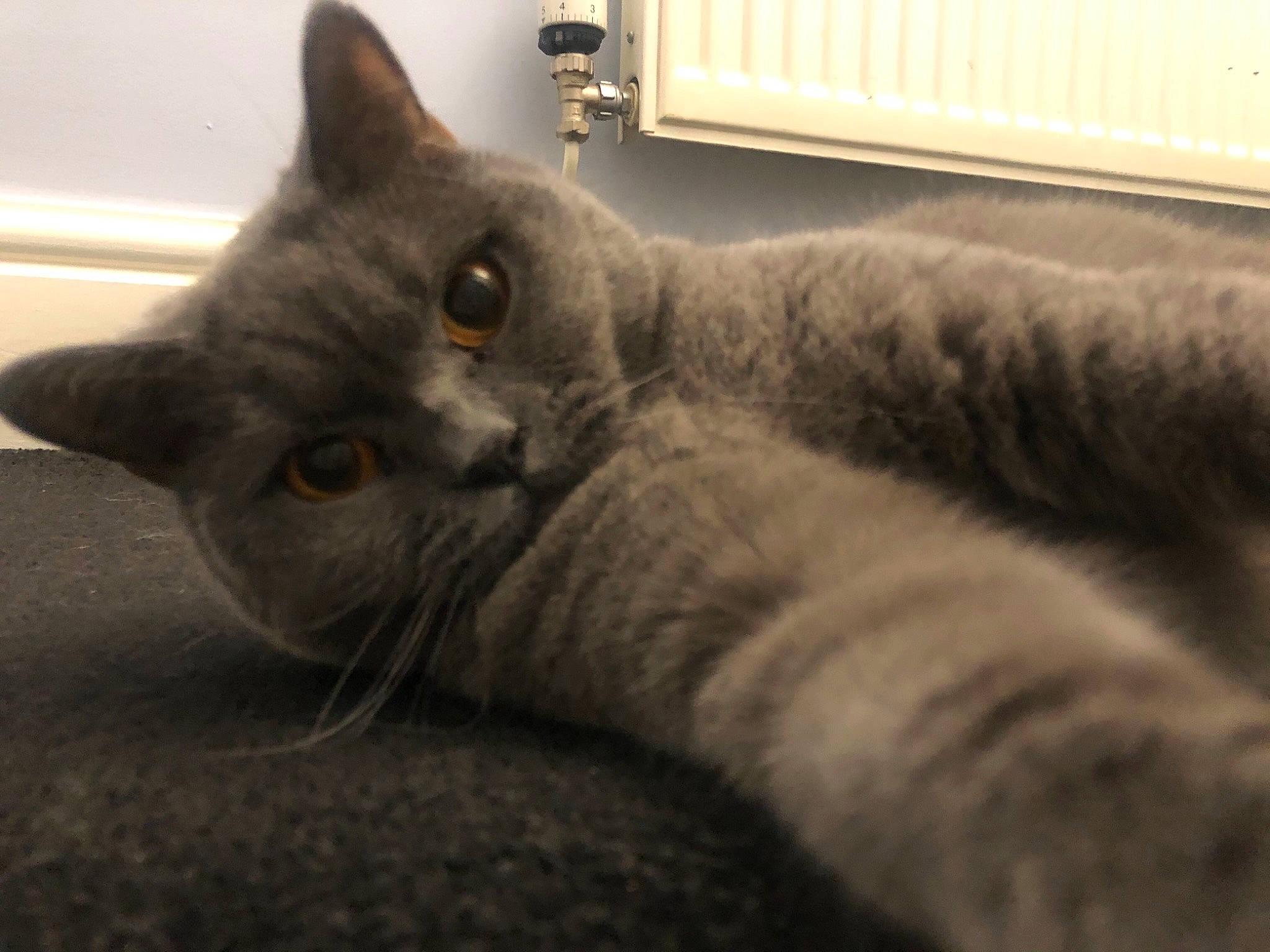 Blue is registered to the contest to win money with this photo: asian, british_semi_longhair, british_shorthair, carnivore, cat, chartreux, domestic_short_haired_cat, ear, european_shorthair, felidae, fur, korat, mammal, nebelung, russian_blue, small_to_medium_sized_cats, snout, vertebrate, whiskers