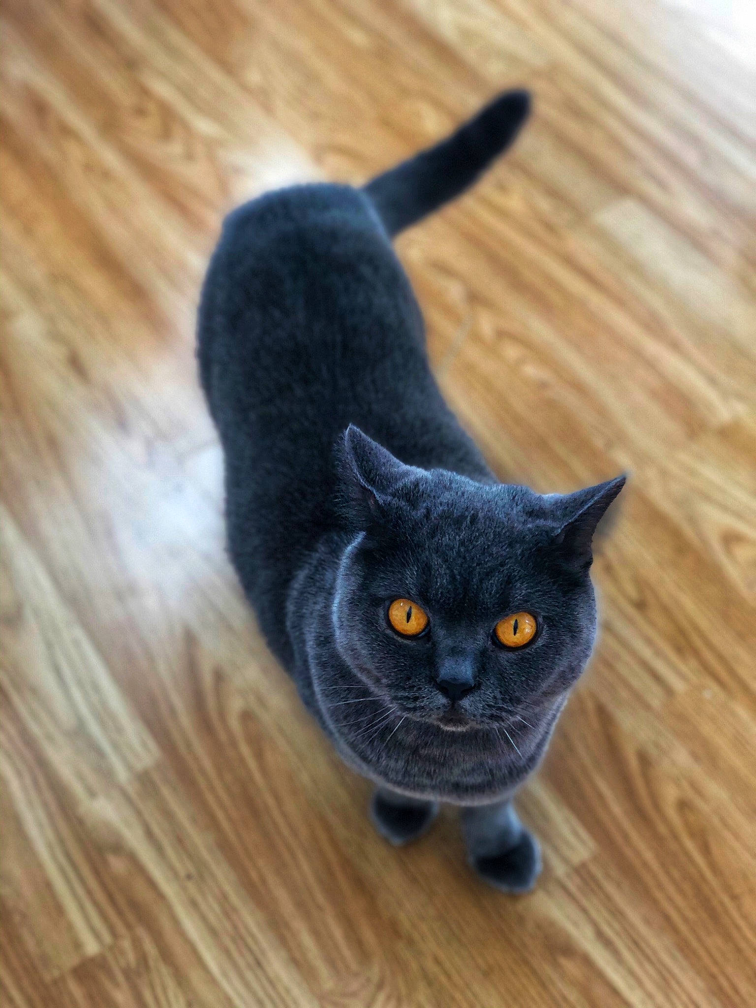 Blue is registered to the contest to win money with this photo: asian, black_cat, bombay, british_shorthair, carnivore, cat, chartreux, domestic_short_haired_cat, felidae, floor, fur, korat, mammal, russian_blue, scottish_fold, small_to_medium_sized_cats, snout, tail, whiskers, wood