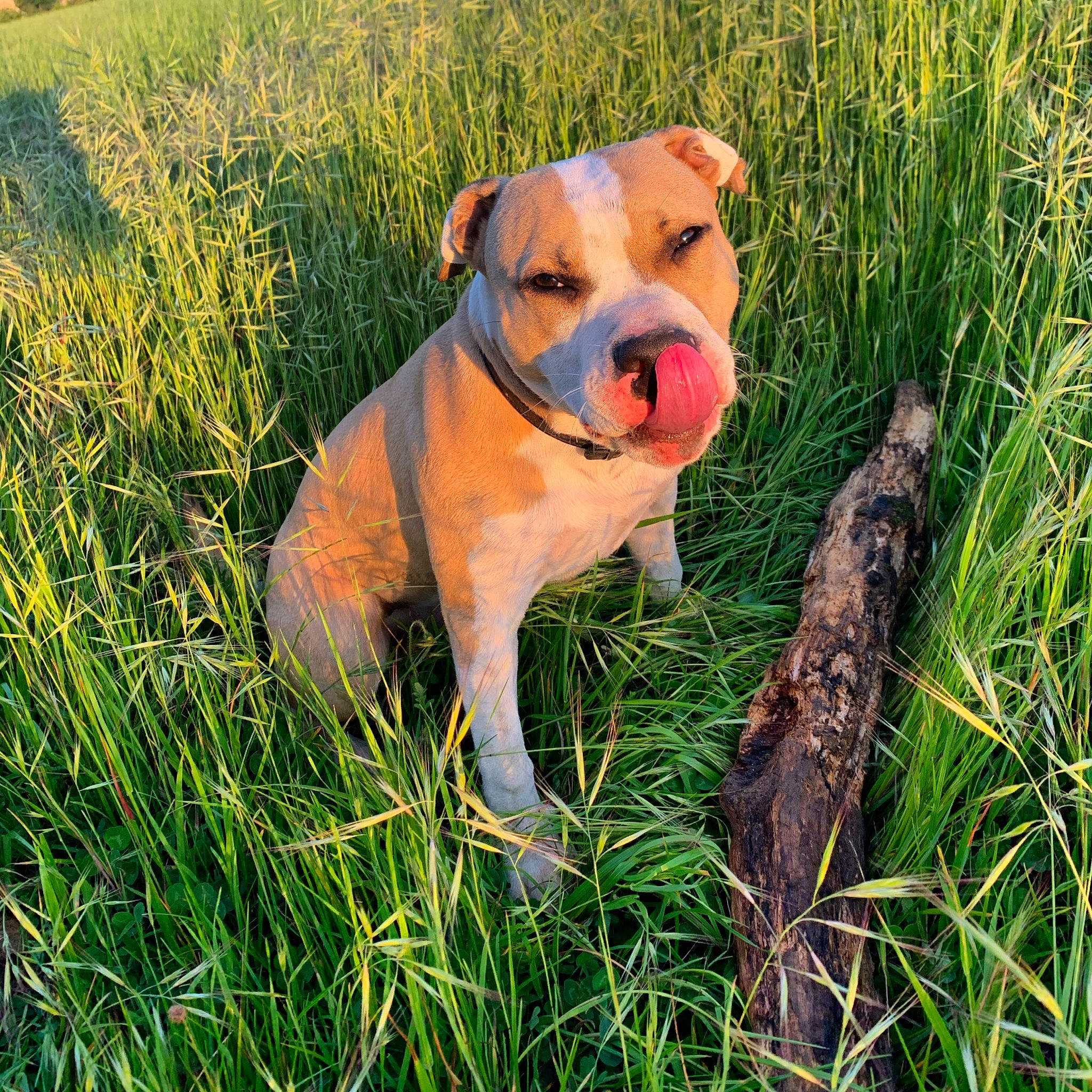 Pacha a rejoint le concours — aidez-le/la à gagner de superbes lots ! american_bulldog, american_pit_bull_terrier, american_staffordshire_terrier, bulldog, canidae, carnivore, companion_dog, dog, dog_breed, fawn, grass, mammal, non_sporting_group, olde_english_bulldogge, plant, rare_breed_dog, snout, sporting_group, staffordshire_bull_terrier, vertebrate