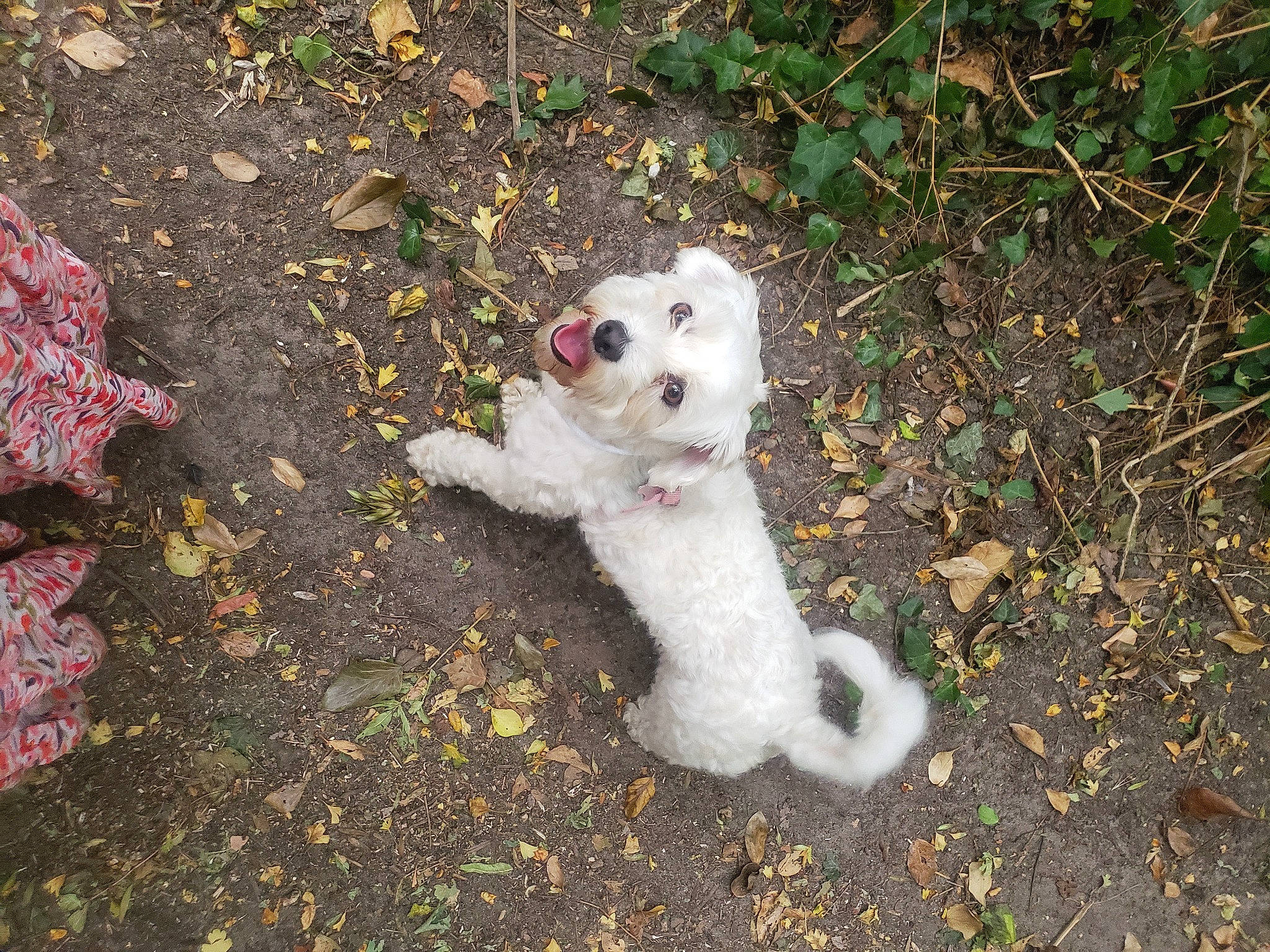 Perle a rejoint le concours — aidez-le/la à gagner de superbes lots ! art, carnivore, companion_dog, dog_breed, fawn, fur, grass, mammal, plant, road_surface, shrub, snout, soil, stuffed_toy, tail, teddy_bear, toy, toy_dog, tree, vertebrate