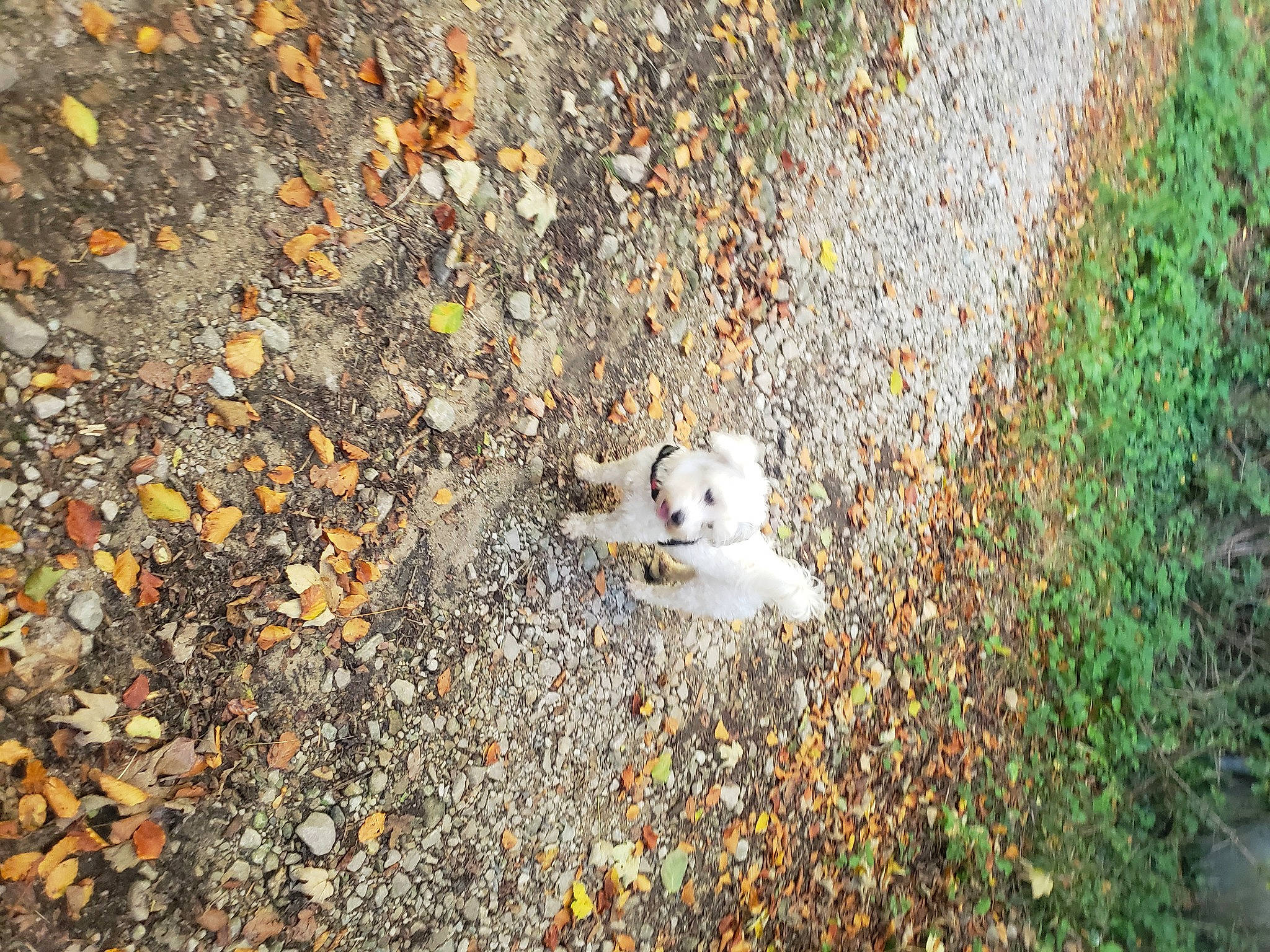 Perle a rejoint le concours — aidez-le/la à gagner de superbes lots ! art, asphalt, barn_owl, beak, canidae, carnivore, fawn, fur, grass, groundcover, landscape, plant, road_surface, rock, seabird, soil, tail, terrestrial_animal, wildlife, wood