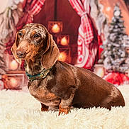 Tara participe au concours pour gagner de l'argent avec cette photo : accessories, animal, beagle, candle, canine, christmas, christmasdecorations, christmastree, cockerspaniel, dog, festival, fir, hound, labradorretriever, pet, plant, pointer, puppy, snout, tree
