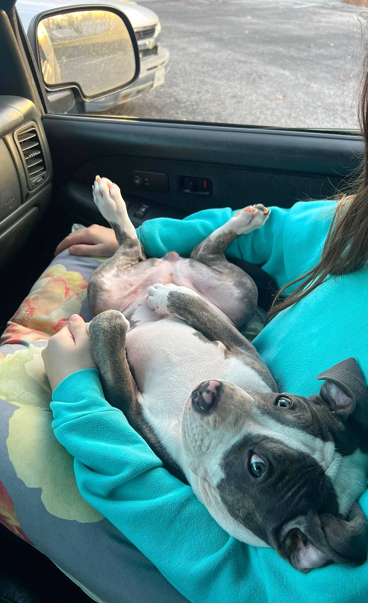 Daisy Mae joined the competition — help win amazing prizes! auto_part, car, car_seat, car_seat_cover, carnivore, comfort, companion_dog, dog, dog_breed, family_car, fawn, head_restraint, motor_vehicle, snout, sporting_group, steering_wheel, vehicle, vehicle_door, windshield, working_animal