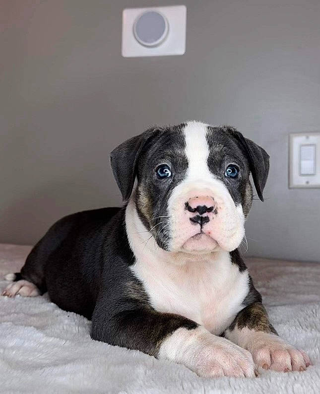 Daisy Mae is registered to the contest to win money with this photo: bored, boston_terrier, canidae, carnivore, companion_dog, dog, dog_breed, fawn, fur, light_switch, non_sporting_group, paw, snout, sporting_group, terrestrial_animal, wall_plate, whiskers, working_animal, working_dog