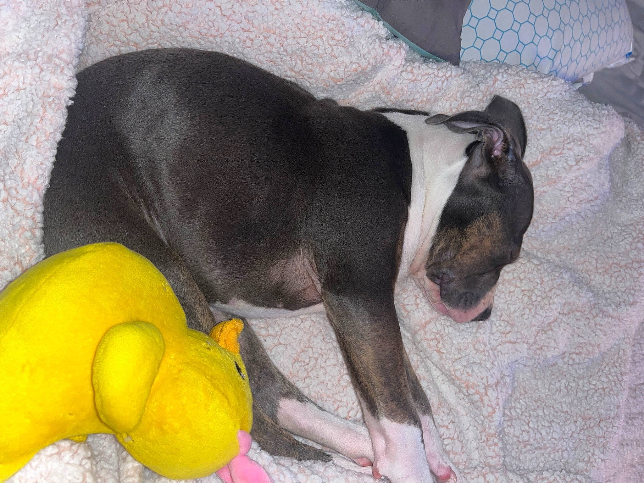 Daisy Mae joined the competition — help win amazing prizes! animal_feed, canidae, carnivore, comfort, companion_dog, dog, dog_bed, dog_breed, dog_supply, ear, fawn, paw, pet_supply, snout, sporting_group, tail, terrestrial_animal, toy, whiskers, working_animal