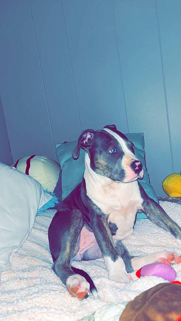 Daisy Mae joined the competition — help win amazing prizes! canidae, carnivore, collar, comfort, companion_dog, dog, dog_breed, dog_collar, dog_supply, fawn, non_sporting_group, paw, pet_supply, snout, sporting_group, tail, toy, toy_dog, whiskers, working_animal