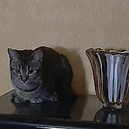 Aïna Abracadavrak participe au concours pour gagner de l'argent avec cette photo : cat, tabby_cat, glass_vase, black_surface, shadow, beige_wall, indoor, pet, animal, feline, quiet, still_life, reflection, domestic, curious, resting, sitting, household, low_light, decor