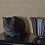cat, tabby_cat, glass_vase, black_surface, shadow, beige_wall, indoor, pet, animal, feline, quiet, still_life, reflection, domestic, curious, resting, sitting, household, low_light, decor
