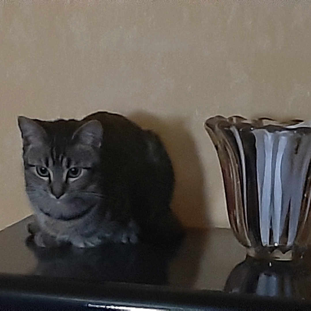 Aïna Abracadavrak participe au concours pour gagner de l'argent avec cette photo : animal, beige_wall, black_surface, cat, curious, decor, domestic, feline, glass_vase, household, indoor, low_light, pet, quiet, reflection, resting, shadow, sitting, still_life, tabby_cat