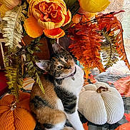 Vienna joined the competition — help win amazing prizes! cat, calico_cat, flower, artificial_flower, orange_flower, yellow_flower, pumpkin, plush_pumpkin, fall_decor, autumn_leaves, indoor, pet, collar, bell, curious, cute, decor, table, fabric, seasonal