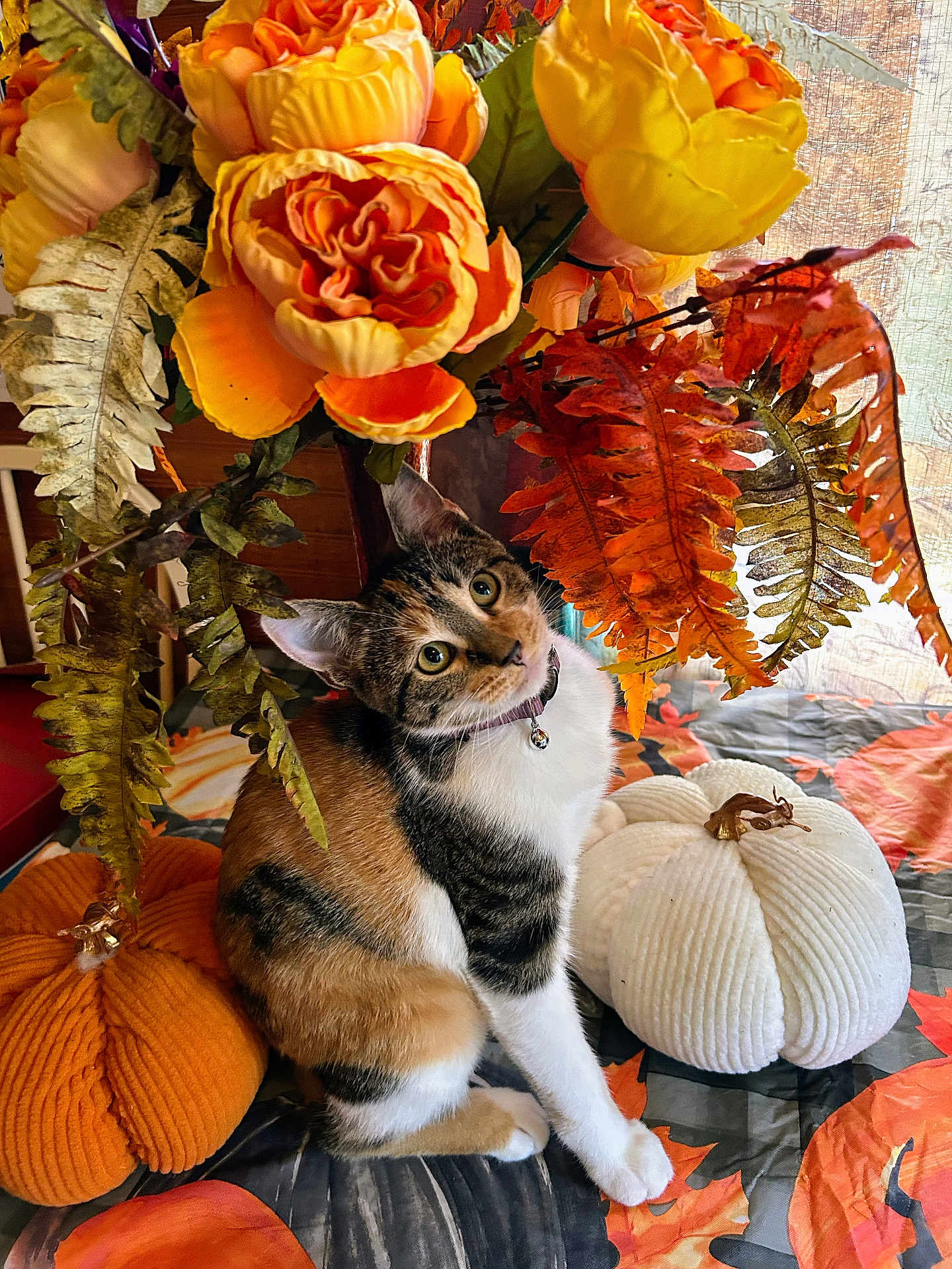 Vienna joined the competition — help win amazing prizes! cat, calico_cat, flower, artificial_flower, orange_flower, yellow_flower, pumpkin, plush_pumpkin, fall_decor, autumn_leaves, indoor, pet, collar, bell, curious, cute, decor, table, fabric, seasonal