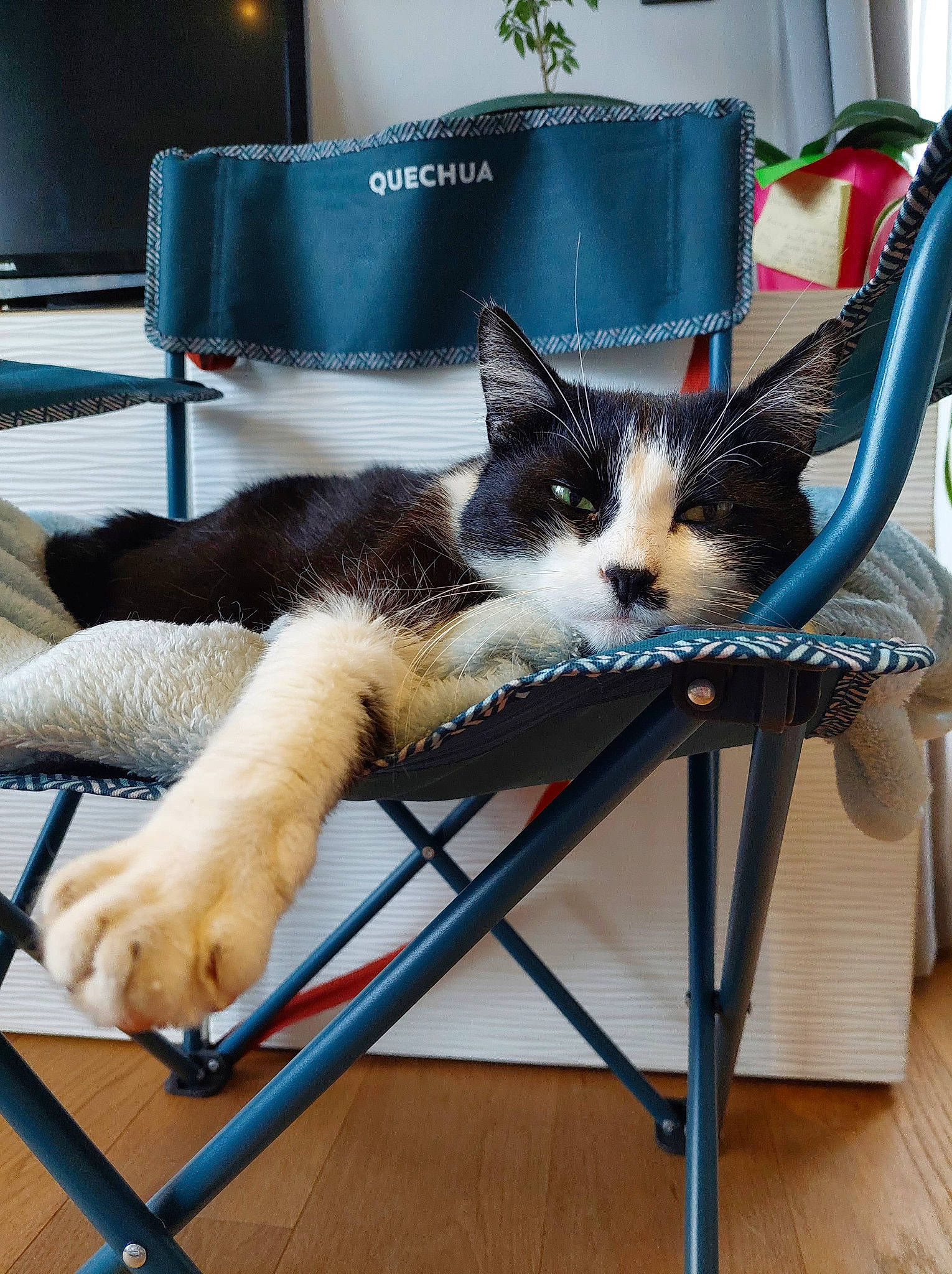 Chaplin participe au concours pour gagner de l'argent avec cette photo : carnivore, cat, cat_supply, chair, comfort, domestic_short_haired_cat, felidae, flooring, flowerpot, fur, hardwood, houseplant, interior_design, plant, small_to_medium_sized_cats, table, tail, whiskers, window, wood