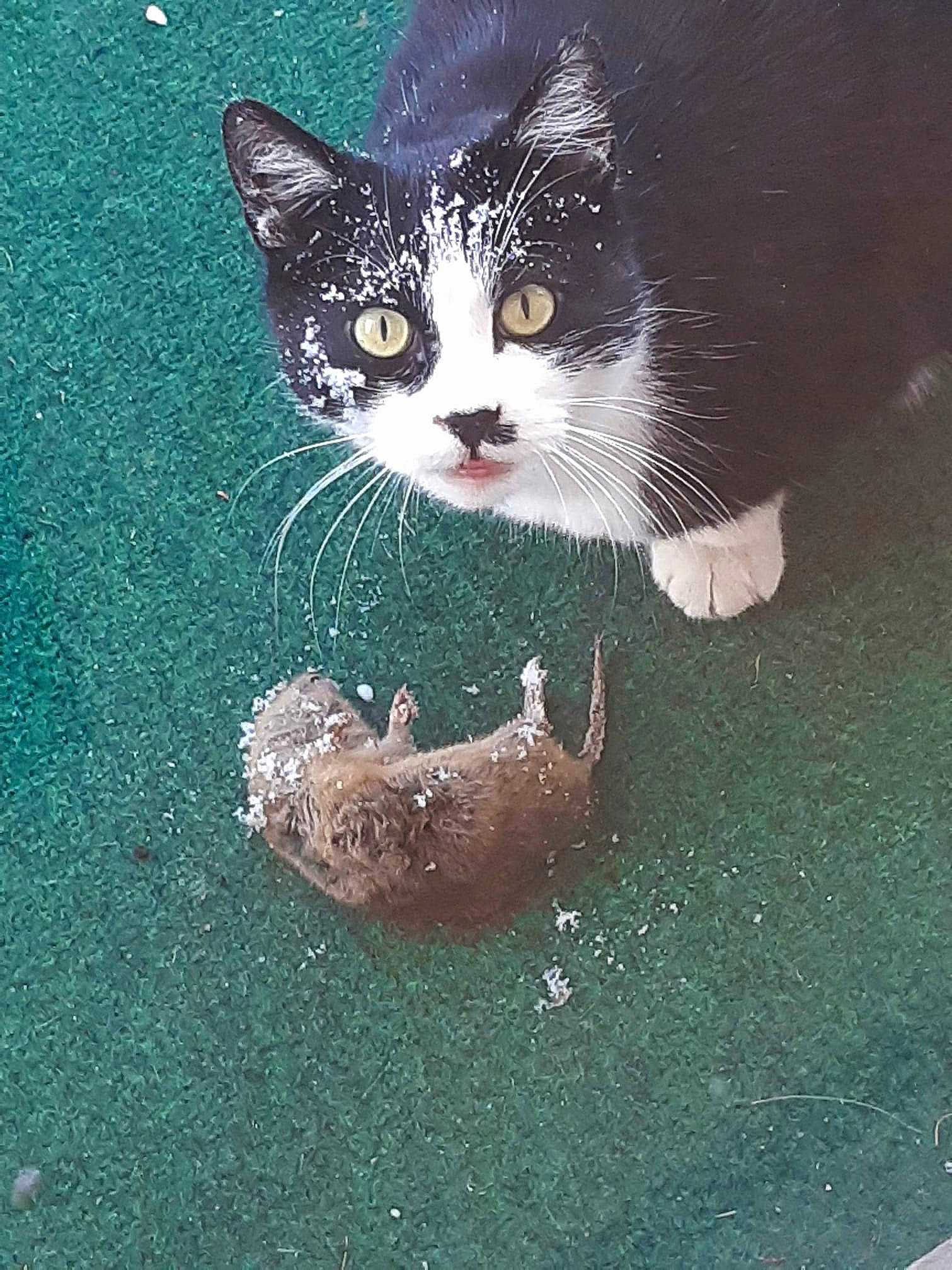 Chaplin a rejoint le concours — aidez-le/la à gagner de superbes lots ! asphalt, black_cat, carnivore, cat, domestic_short_haired_cat, door, electric_blue, eye, felidae, fur, grass, paw, road_surface, small_to_medium_sized_cats, snapshot, snout, tail, whiskers, window, windshield