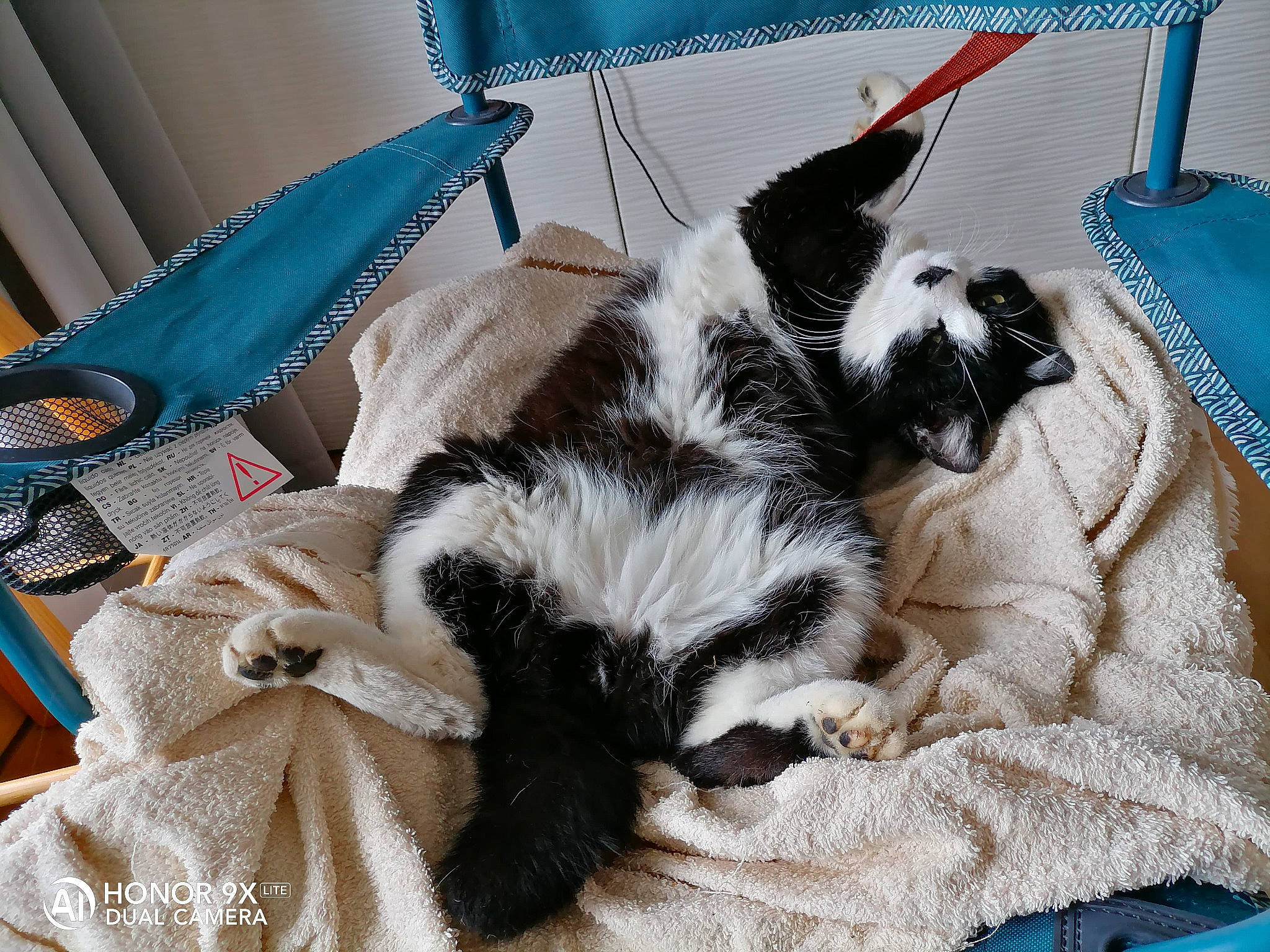 Chaplin a rejoint le concours — aidez-le/la à gagner de superbes lots ! bag, bedding, blue, carnivore, cat, comfort, companion_dog, dog_breed, domestic_short_haired_cat, felidae, fur, linens, nap, room, small_to_medium_sized_cats, tail, whiskers