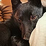 Mango  a rejoint le concours — aidez-le/la à gagner de superbes lots ! australian_kelpie, black_norwegian_elkhound, canidae, carnivore, dog, dog_breed, formosan_mountain_dog, kai_ken, mammal, non_sporting_group, norwegian_elkhound, schipperke, snout, vertebrate