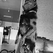Mango  participe au concours pour gagner de l'argent avec cette photo : canidae, carnivore, cat, dog, dog_breed, felidae, german_shepherd_dog, mammal, small_to_medium_sized_cats, tail
