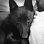 Mango  a rejoint le concours — aidez-le/la à gagner de superbes lots ! australian_kelpie, black, black_and_white, black_norwegian_elkhound, canidae, carnivore, dog, dog_breed, ear, formosan_mountain_dog, mammal, non_sporting_group, schipperke, snout, vertebrate