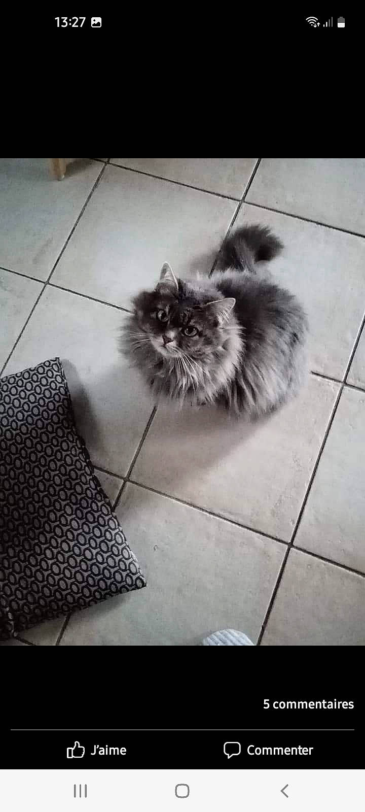 Louise participe au concours pour gagner de l'argent avec cette photo : canidae, carnivore, cat, companion_dog, felidae, floor, flooring, flowerpot, fur, grey, monochrome, monochrome_photography, pattern, paw, road_surface, sitting, small_to_medium_sized_cats, snout, tail, whiskers