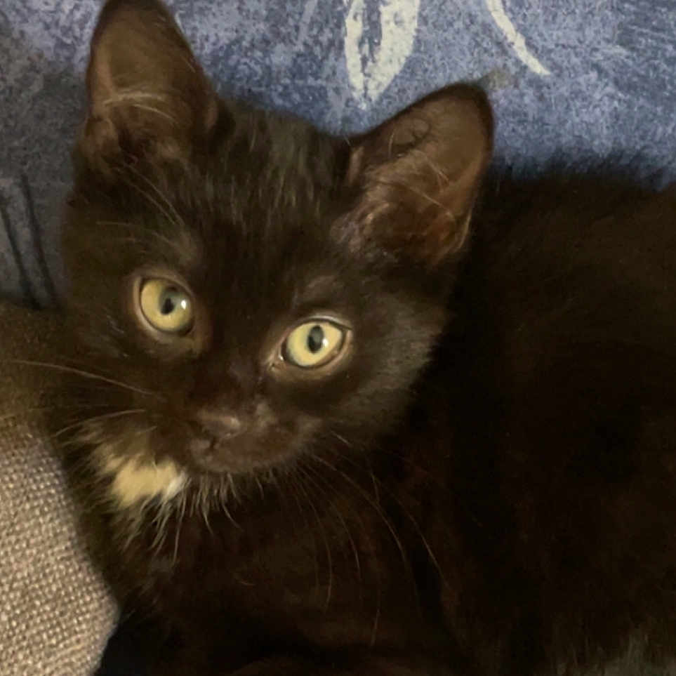 Fripouille a rejoint le concours — aidez-le/la à gagner de superbes lots ! animal, black_cat, blanket, closeup, cozy, cute, ears, eyes, feline, fur, indoor, kitten, looking_at_camera, lying_down, pet, portrait, resting, texture, whiskers, young_cat