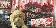 Truffles is registered to the contest to win money with this photo: dog, small_dog, curly_fur, pet, bench, valentines_decor, roses, flower_arrangement, pillow, pillow_text, leash, metal_bench, wood_background, cushion, indoor, pet_tag, portrait, brown_fur, cute, sitting
