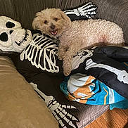 Truffles joined the competition — help win amazing prizes! animal, black_and_white, blanket, colorful, couch, cozy, curly_fur, dog, halloween, happy, hardwood_floor, indoor, living_room, lying_down, pet, pillow, relaxed, skeleton, small_dog, smiling