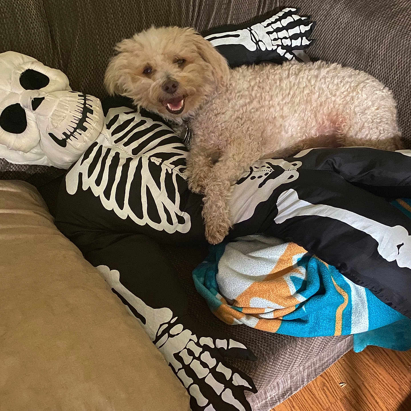 Truffles joined the competition — help win amazing prizes! animal, black_and_white, blanket, colorful, couch, cozy, curly_fur, dog, halloween, happy, hardwood_floor, indoor, living_room, lying_down, pet, pillow, relaxed, skeleton, small_dog, smiling
