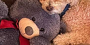 Truffles joined the competition — help win amazing prizes! animal, ball, blanket, canine, couch, cushion, dog, dogbed, football, furniture, homedecor, pet, poodle, puppy, soccer, soccerball, sport, teddybear, toy, whitedog