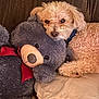 Truffles joined the competition — help win amazing prizes! animal, ball, blanket, canine, couch, cushion, dog, dogbed, football, furniture, homedecor, pet, poodle, puppy, soccer, soccerball, sport, teddybear, toy, whitedog