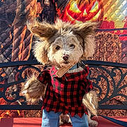 Truffles joined the competition — help win amazing prizes! dog, costume, werewolf, plaid_shirt, jeans, bench, outdoor, halloween, jack_o_lantern, fur, pet, cute, funny, holiday, decoration, portrait, brown, red, black, blue