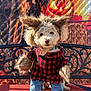 Truffles joined the competition — help win amazing prizes! bench, black, blue, brown, costume, cute, decoration, dog, funny, fur, halloween, holiday, jack_o_lantern, jeans, outdoor, pet, plaid_shirt, portrait, red, werewolf