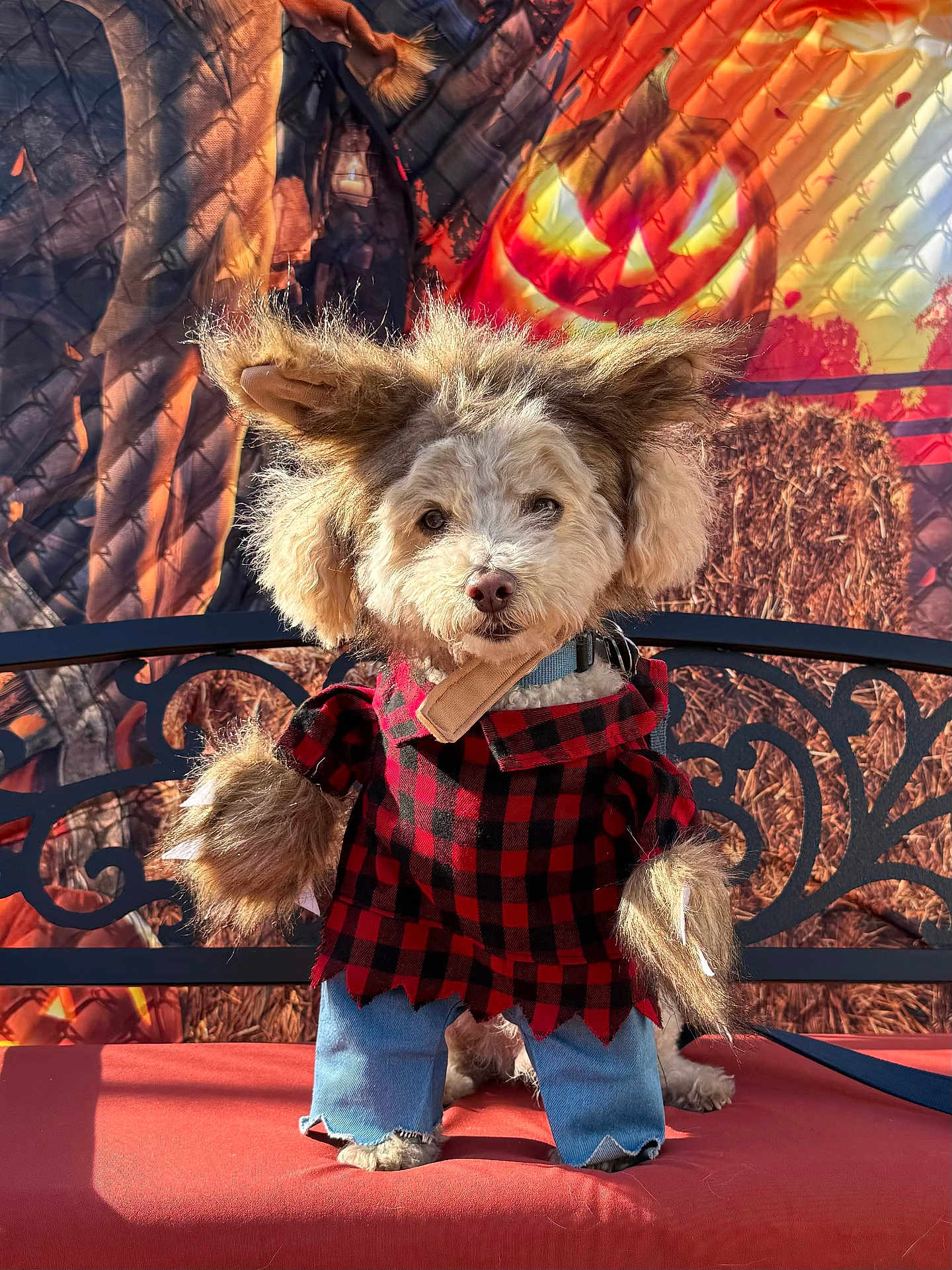 Truffles joined the competition — help win amazing prizes! dog, costume, werewolf, plaid_shirt, jeans, bench, outdoor, halloween, jack_o_lantern, fur, pet, cute, funny, holiday, decoration, portrait, brown, red, black, blue