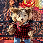 Truffles joined the competition — help win amazing prizes! bench, blue_jeans, collar, colorful_background, costume, cute, dog, dressed_up, fluffy, fur, lumberjack_costume, metal_railing, outdoor, pet, plaid_shirt, portrait, red_cushion, small_dog, standing, sunlight