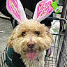 Truffles joined the competition — help win amazing prizes! dog, shopping_cart, bunny_ears, curly_fur, tongue_out, pet, store, person, black_jacket, indoor, metal_cart, happy, cute, animal_accessory, pink, fur, closeup, face, pet_accessory, smiling