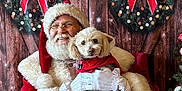 Truffles joined the competition — help win amazing prizes! accessories, adult, animal, bride, canine, christmas, christmasdecorations, christmastree, face, female, festival, glasses, head, person, pet, photography, portrait, santaclaus, wedding, woman