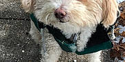 Truffles joined the competition — help win amazing prizes! accessories, animal, canine, clothing, dog, face, footwear, grass, head, leaf, leash, pet, plant, poodle, puppy, rock, shoe, soil, strap, whitedog