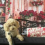 Truffles is registered to the contest to win money with this photo: dog, poodle, bench, pillow, valentine, roses, red_flowers, wood_background, leash, dog_tag, curly_fur, small_dog, decor, iron_bench, cushion, flower_arrangement, indoors, portrait, cute, seasonal_decoration