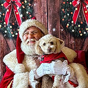 Truffles joined the competition — help win amazing prizes! santa_claus, dog, christmas, holiday, festive, wreath, red_bow, wooden_background, smile, glasses, white_beard, fur_trim, costume, pet, celebration, cheerful, indoor, portrait, holding, gloves