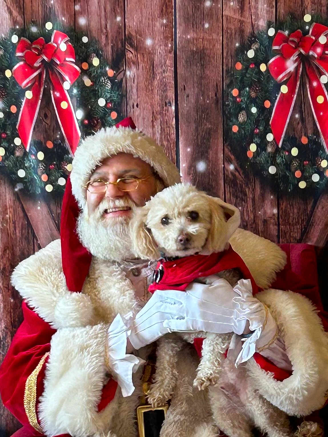 Truffles joined the competition — help win amazing prizes! santa_claus, dog, christmas, holiday, festive, wreath, red_bow, wooden_background, smile, glasses, white_beard, fur_trim, costume, pet, celebration, cheerful, indoor, portrait, holding, gloves