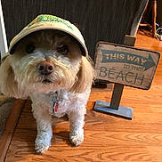 Truffles joined the competition — help win amazing prizes! animal, beach_sign, brown, collar, companion, curious, cute, decor, dog, floor, fluffy, furniture, hat, home, indoor, leash_tag, pet, sign, small_dog, wooden_floor