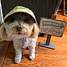 dog, hat, indoor, wooden_floor, sign, beach_sign, pet, curious, fluffy, small_dog, floor, brown, furniture, home, decor, collar, leash_tag, cute, animal, companion