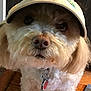 Truffles is registered to the contest to win money with this photo: adorable, animal, beige, cap, closeup, collar, curious, cute, dog, face, fluffy, fur, hat, indoor, light_brown, mammal, pet, small_dog, tag, wooden_floor