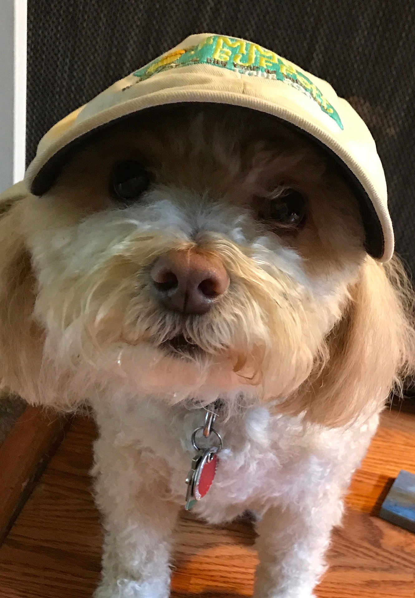 Truffles is registered to the contest to win money with this photo: adorable, animal, beige, cap, closeup, collar, curious, cute, dog, face, fluffy, fur, hat, indoor, light_brown, mammal, pet, small_dog, tag, wooden_floor
