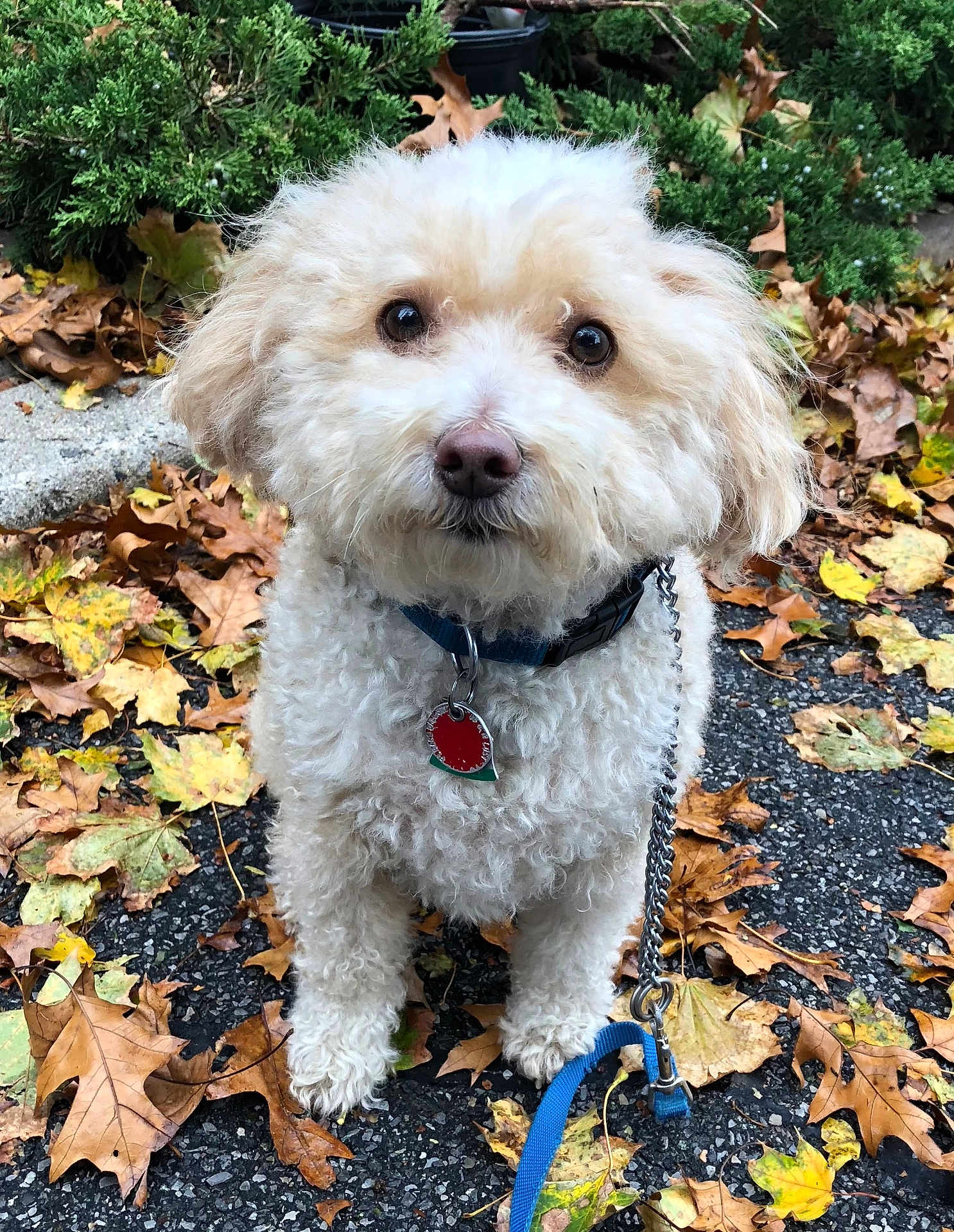 Truffles is registered to the contest to win money with this photo: animal, autumn, brown_eyes, close_up, collar, curly_fur, cute, dog, fallen_leaves, greenery, leash, nature, outdoor, park, pet, portrait, sidewalk, small_dog, tag, waiting