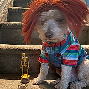 Truffles is registered to the contest to win money with this photo: animal, carpet, colorful, costume, cute, decor, dog, funny, golden, house, indoor, pet, portrait, shirt, sitting, small, stairs, toy, trophy, wig