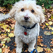 Truffles is registered to the contest to win money with this photo: animal, autumn, brown, canine, close_up, collar, curly_fur, cute, dog, fall, fallen_leaves, greenery, leash, looking_up, nature, outdoor, pavement, pet, small_dog, white