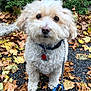 Truffles is registered to the contest to win money with this photo: animal, autumn, brown, canine, close_up, collar, curly_fur, cute, dog, fall, fallen_leaves, greenery, leash, looking_up, nature, outdoor, pavement, pet, small_dog, white