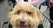 Truffles joined the competition — help win amazing prizes! aisle, animal, animal_accessory, bunny_ears, closeup, consumer_goods, costume, curly_fur, cute, dog, fur, happy, indoor, leash, pet, pink, retail, shopping_cart, store, tongue_out
