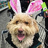 Truffles joined the competition — help win amazing prizes! dog, shopping_cart, bunny_ears, pink, curly_fur, pet, tongue_out, indoor, store, aisle, leash, happy, cute, costume, animal, fur, closeup, retail, consumer_goods, animal_accessory