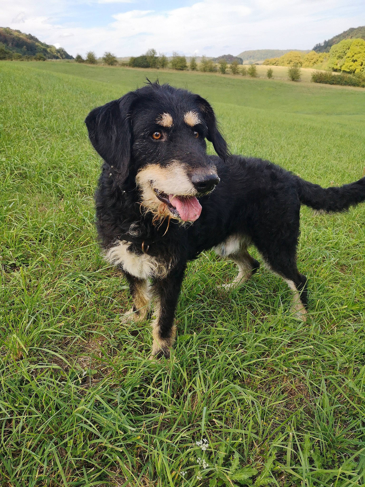 Mango a rejoint le concours — aidez-le/la à gagner de superbes lots ! borador, canidae, carnivore, cloud, collar, companion_dog, dog, dog_breed, fur, giant_dog_breed, grass, grassland, gun_dog, pasture, plant, sky, spaniel, sporting_group, working_animal, working_dog