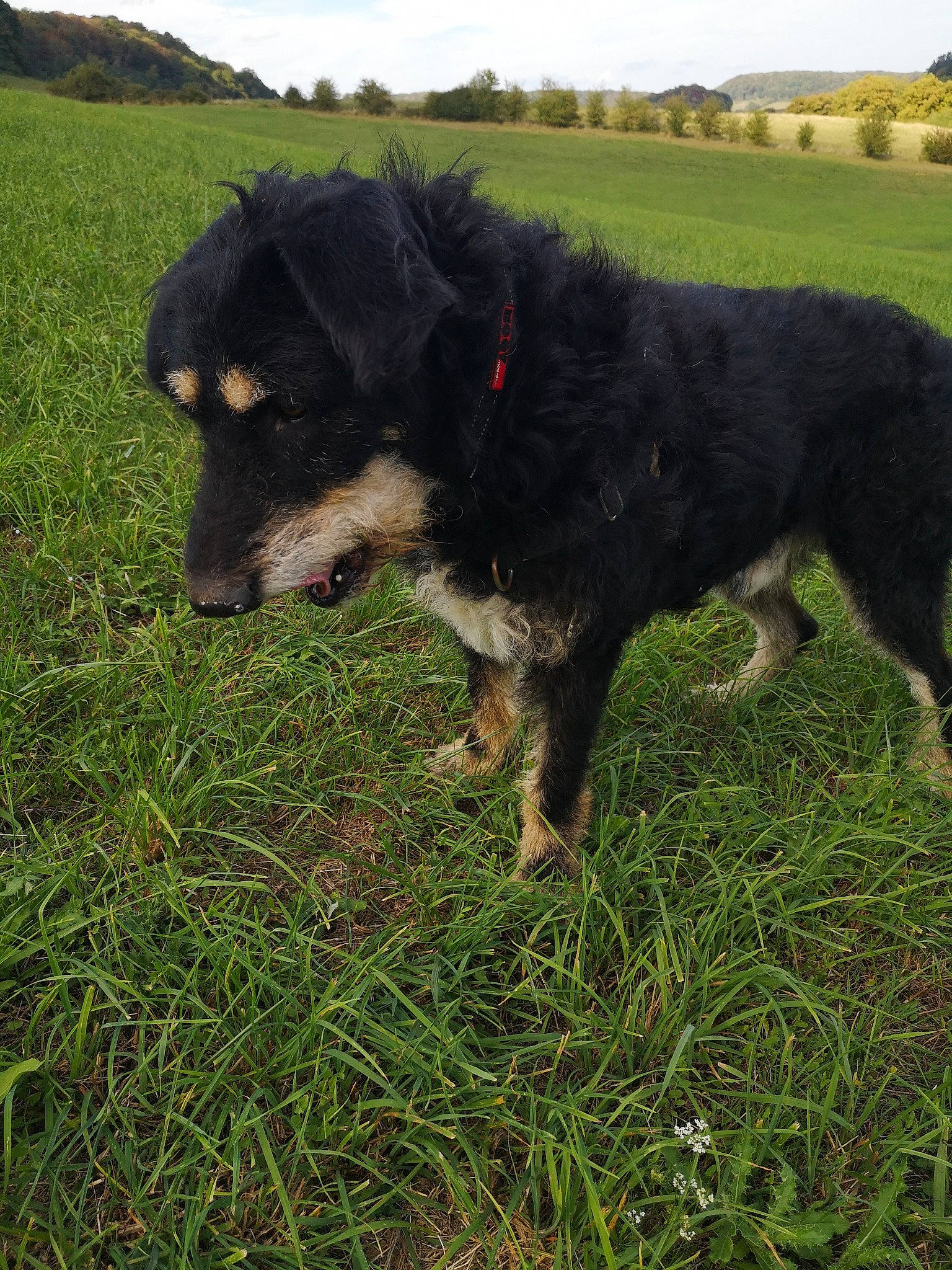Mango participe au concours pour gagner de l'argent avec cette photo : canidae, carnivore, cloud, companion_dog, dog, dog_breed, grass, grassland, hunting_dog, landscape, pasture, plant, sky, snout, sporting_group, tail, working_animal, working_dog
